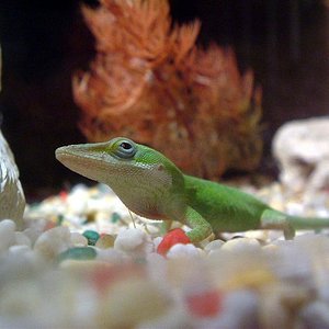 Anolis2.JPG