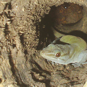 Gekko en tronco 2.jpg