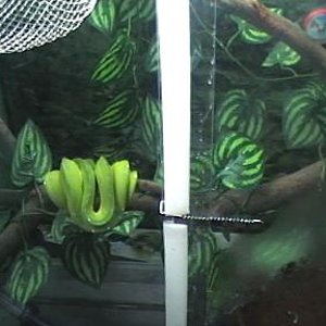 terrari viridis 002.jpg