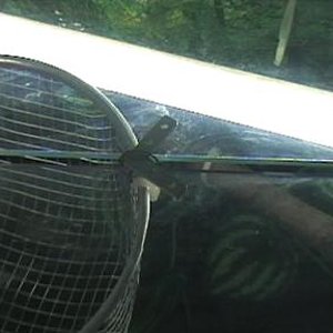 terrari viridis 003.jpg