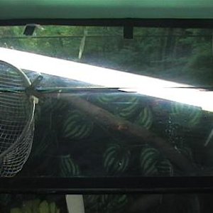 terrari viridis 004.jpg