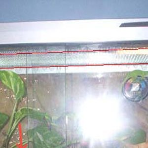 Terrario Phelsumas12.jpg