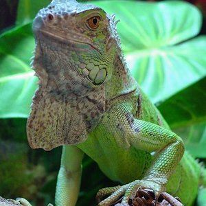iguana.jpg