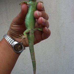 lacerta3.jpg
