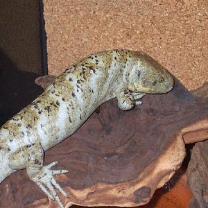 Escinco de cola de mono.jpg