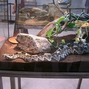 Bitis Nasicorsis.JPG