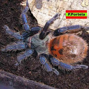 C.cyanopubescens 1asdf.jpg