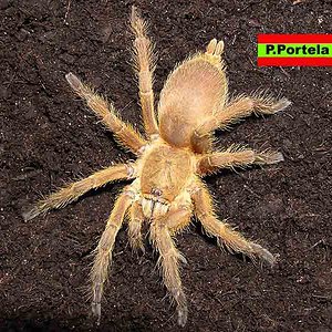 P.guanxiensis 1ghj.jpg