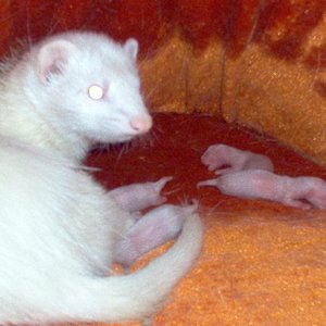 PRIMERA FOTO LUNA&BABYS.JPG