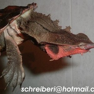 detalle cabeza mail.jpg