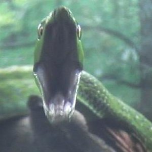 ahaetulla,,,caza.2 011.jpg