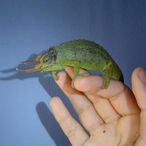 chamaeleo trioceros jacksonii macho1.JPG