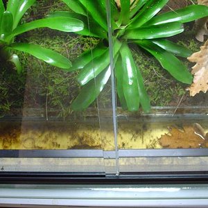 bateria terrario.JPG4.JPG