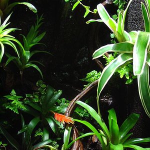 TERRARIO PUMI.JPG 1.JPG