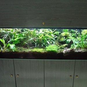 terrariuo grande 1.JPG