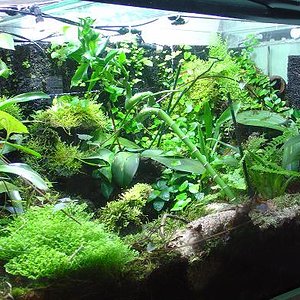 terrario grande 2.JPG