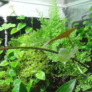 TERRARIO GRANDE.JPG4JPG.JPG