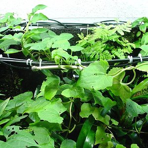 terrario grande7JPG.JPG