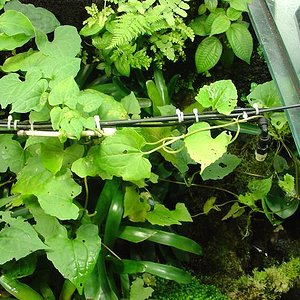 terrario grande 5.JPG