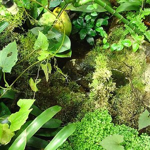 terrario grande6.JPG