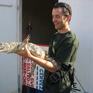 Cocodrilo chino2.jpg