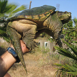 Chelydra serpentina1.jpg