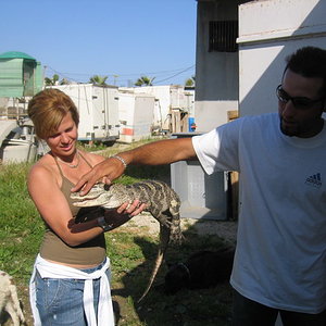 Cocodrilo chino3.jpg