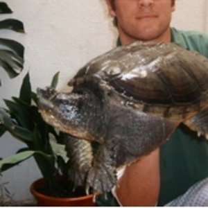 Hembra Chelydra gr1.jpg