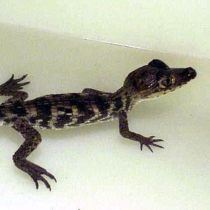 caiman%20spectacled%201.jpg