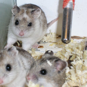 Cricetulus griseus1.jpg