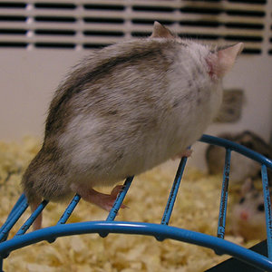 Cricetulus griseus3.jpg