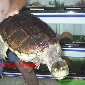 Chelydra serpentina Nº1.jpg