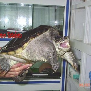 Chelydra serpentina Nº2.jpg