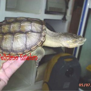 Chelydra serpentina Nº3.jpg