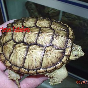 Chelydra serpentina Nº4.jpg