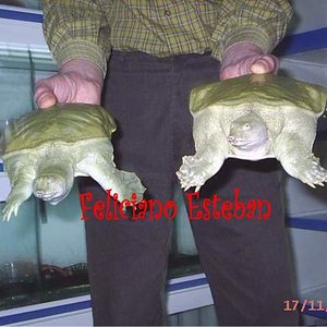 Una pareja Pelodiscus sinensis.jpg