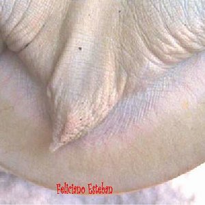 Pelodiscus sinensis (cola hembra).jpg