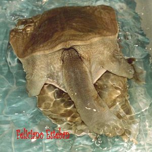 Copula de Pelodiscus sinensis.jpg