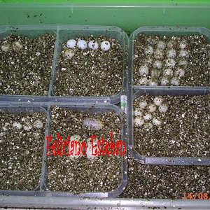 Puestas de Pelodiscus sinensis.jpg