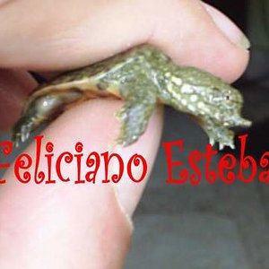 Cria recien nacida.jpg