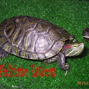 Trachemys scripta elegans (Macho subadulto).jpg