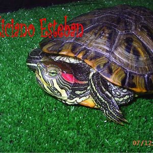 Trachemys scripta elegans (Hembra sudadulta) Nº2.jpg