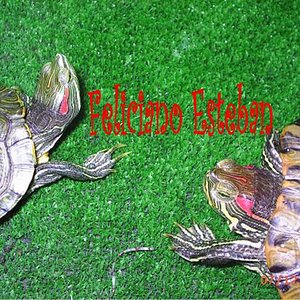 Trachemys scripta elegans (pareja subadulta).jpg