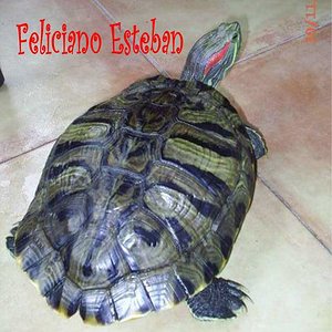 Trachemys scripta elegans (Hembra adulta).jpg