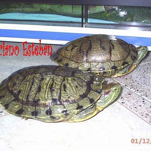 Trachemys scripta elegans(pareja adulta).jpg