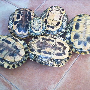 Trachemys scripta elegans (grupo Nº1) B.jpg
