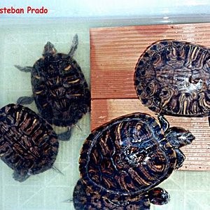 Trachemys scripta elegans (grupo Nº2) A.jpg