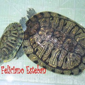 Trachemys scripta elegans (copulando).jpg