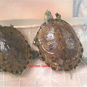Trachemys scripta ornata (pareja adulta).jpg