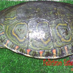 Trachemys scripta ornata (macho).JPG